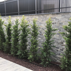 Травертин за стена - Силвър Лайндроу 14х42 см - 2 5